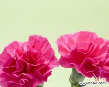 探寻康乃馨白色的美和寓意 康乃馨白色花语的深层意义