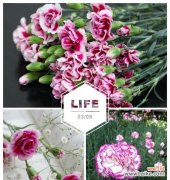 解读康乃馨花语的15个寓意及象征 康乃馨花语的深意与寓意