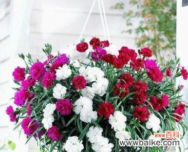 探寻康乃馨所代表的情感与美学价值 康乃馨的含义及象征意义