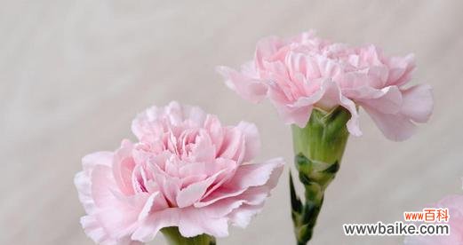 探寻康乃馨的花语与内涵 康乃馨花语浅析——寄托爱与美的象征