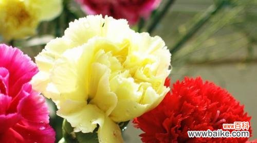 爱 康乃馨的象征意义与寓意