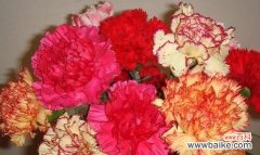 传递情感和祝福的花朵——康乃馨 康乃馨的象征意义