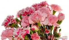 美丽与坚强的象征 康乃馨花语的意义