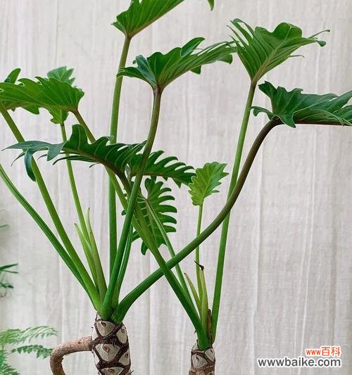 春羽的花语是什么?哪种花语听起来更悦耳?