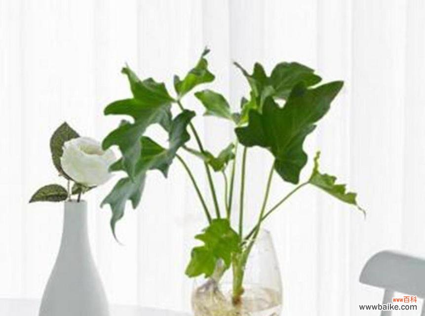 春羽的花语是什么?哪种花语听起来更悦耳?