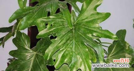 春羽的花语是什么?哪种花语听起来更悦耳?