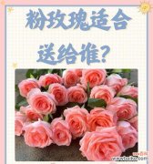 父母生日送什么花合适？爸妈生日的花语有哪些选择？