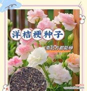 蓝洋桔梗的花语有何含义？它象征着什么？