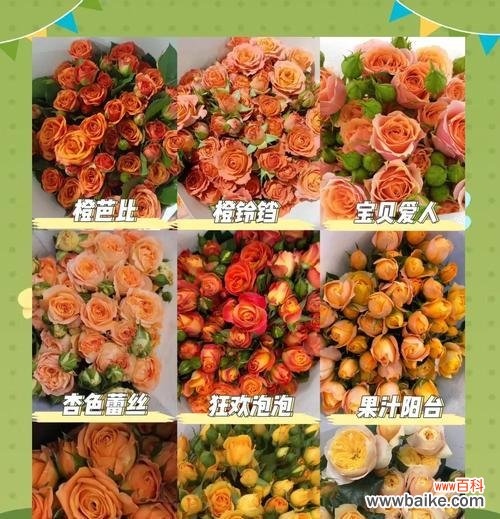 粉色与橙色玫瑰的花语是什么?它们各自有何含义?