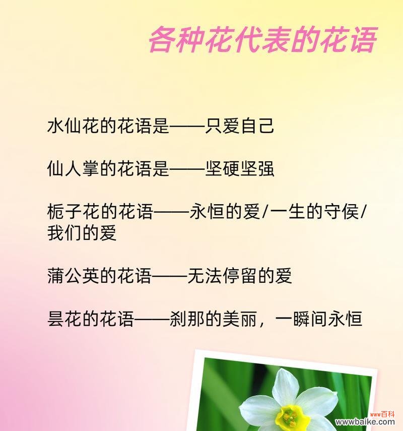 熏衣草的花语510是什么？熏衣草花语的特别含义？