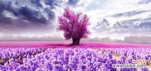 熏衣草的花语510是什么？熏衣草花语的特别含义？