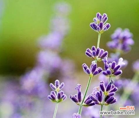 熏衣草的花语510是什么？熏衣草花语的特别含义？