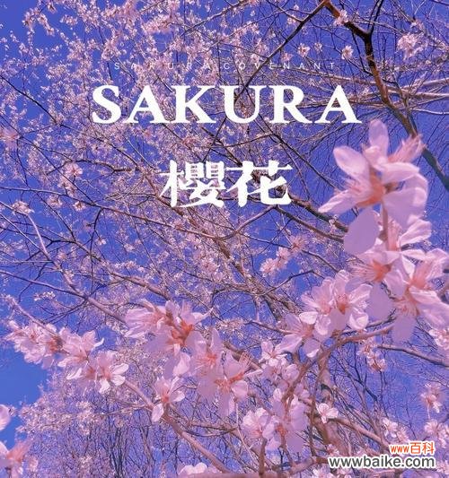 紫色桃花象征着什么？