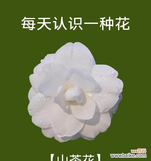 花语后续大结局指的是什么？花语故事中通常如何描绘结局？