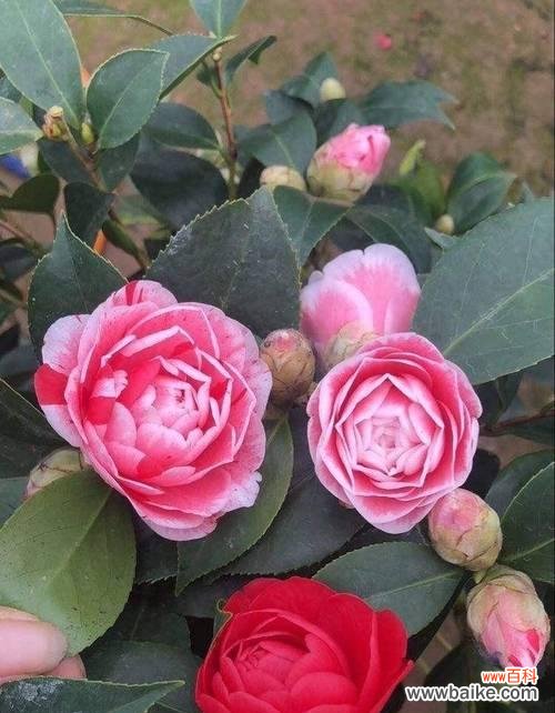 茶花凋谢的花语是什么意思？凋谢的茶花有何特别寓意？