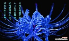 谁能准确说出这种花的花语是什么？