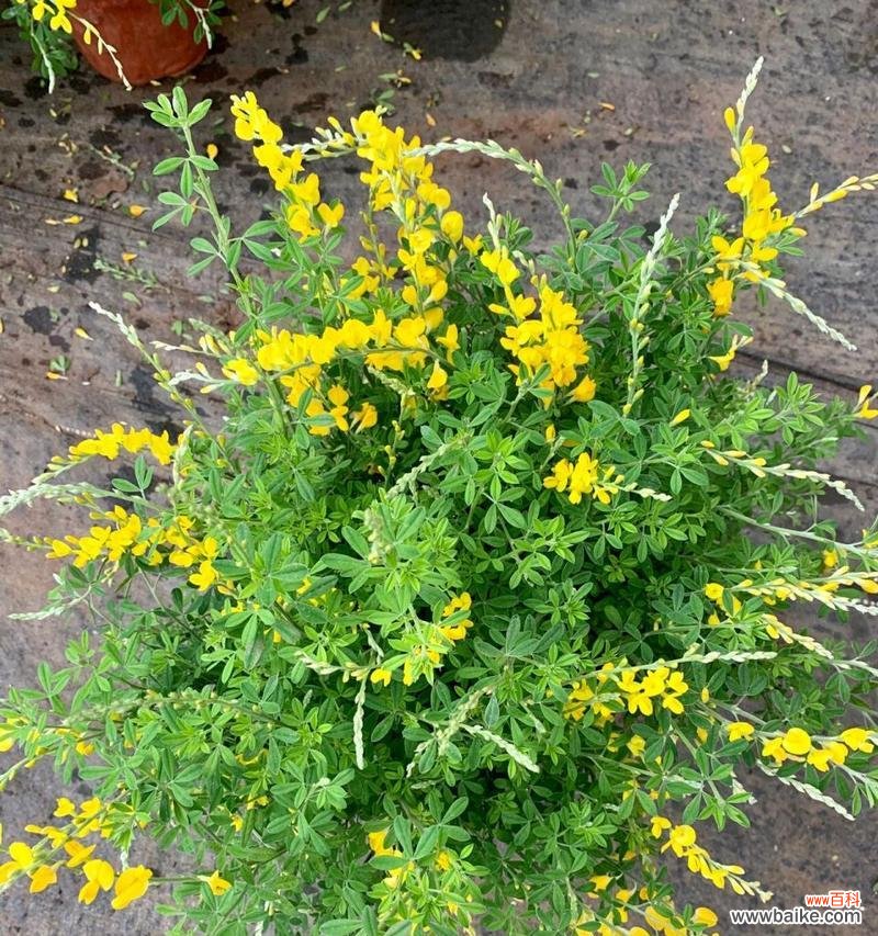 谁能准确说出这种花的花语是什么?