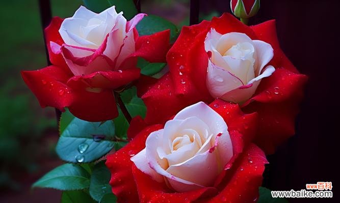 谁能准确说出这种花的花语是什么?