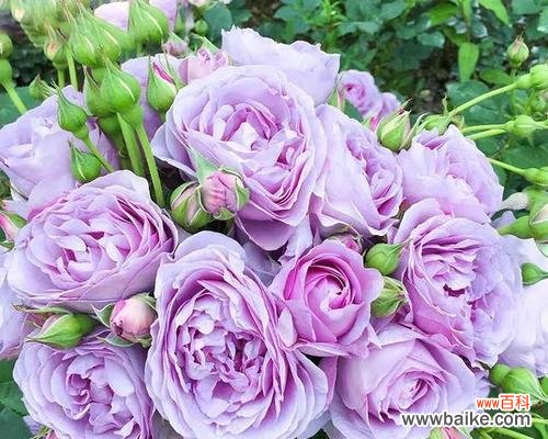 蓝紫色月季的花语有哪些？如何挑选蓝紫色月季？