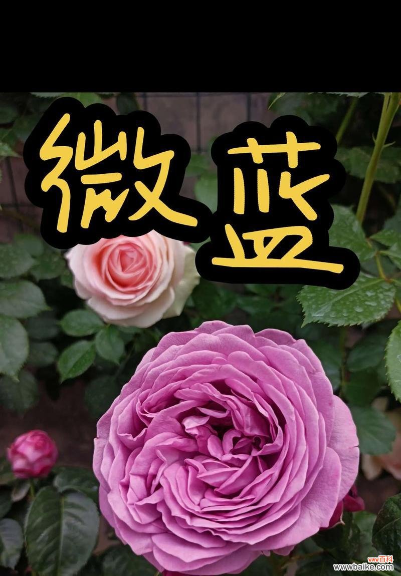 蓝紫色月季的花语有哪些？如何挑选蓝紫色月季？