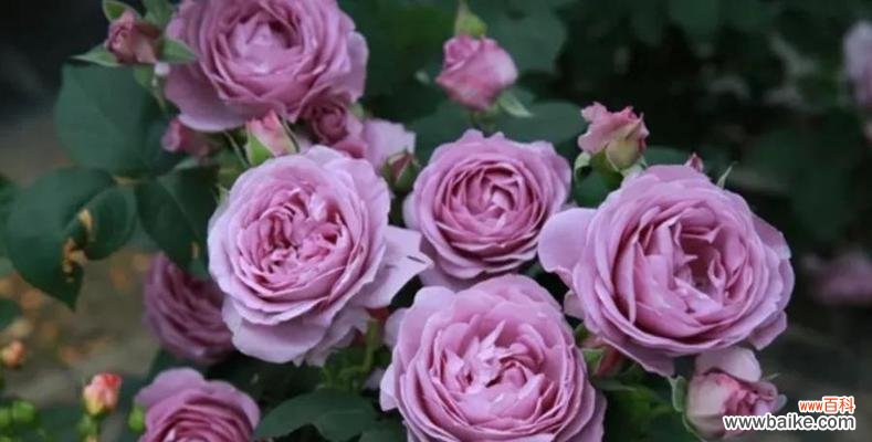 蓝紫色月季的花语有哪些？如何挑选蓝紫色月季？