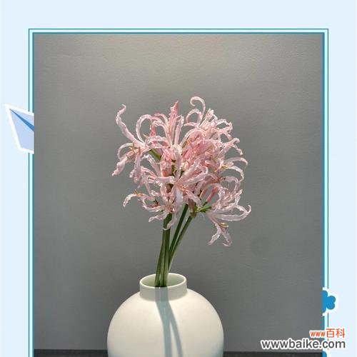 佛前供花时花语写什么比较合适？供花时应如何表达敬意？