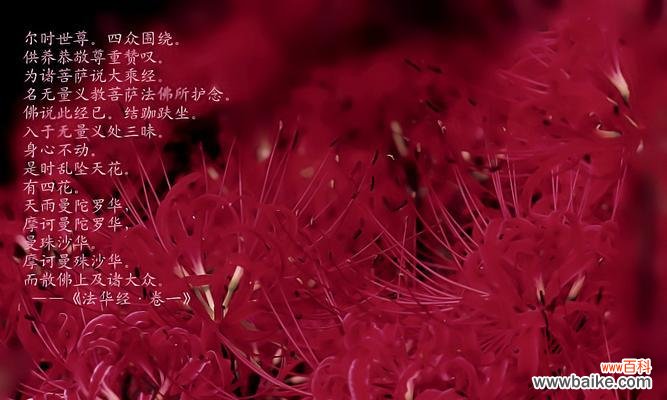 佛前供花时花语写什么比较合适？供花时应如何表达敬意？