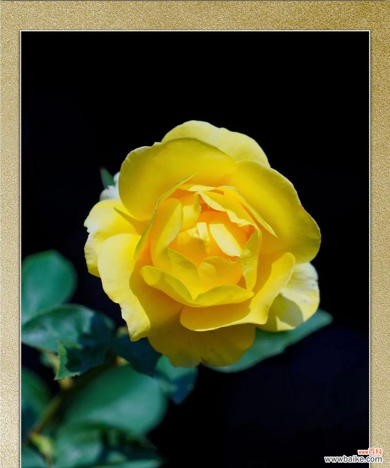 月季花代表的花语是什么？