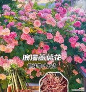 月季花代表的花语是什么？