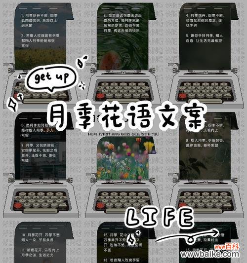 月季花代表的花语是什么？