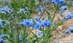 鼻涕花的花语是什么意思？这种花在花语中代表什么？