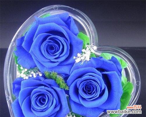 揭示玫瑰花的深层意义 两朵玫瑰的寓意与象征