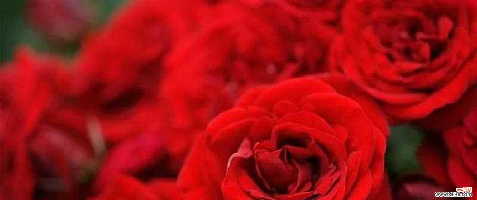 传递浓浓爱意，33朵玫瑰花语解读 33朵玫瑰花的花语——爱的深情