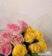 探寻黄玫瑰象征的喜悦与友谊 黄玫瑰的花语与意义