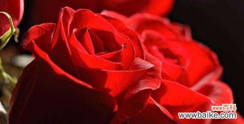 用33朵红玫瑰表达浪漫至极的爱意 红玫瑰的花语-爱情的誓约