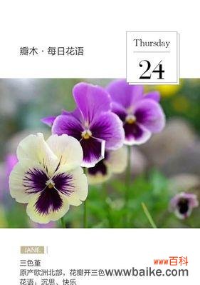 探寻野生三色菫的妖娆花语 野生三色菫