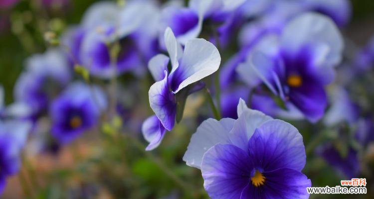 探寻野生三色菫的妖娆花语 野生三色菫