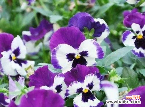 探寻野生三色菫的妖娆花语 野生三色菫