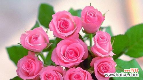 解读三朵玫瑰代表的情感与祝福 三朵玫瑰的花语