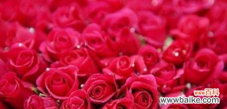 解读三朵玫瑰代表的情感与祝福 三朵玫瑰的花语