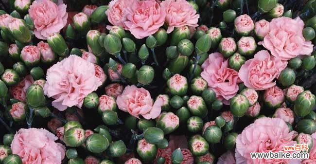 以3朵康乃馨传递三种情感 康乃馨的花语与寓意