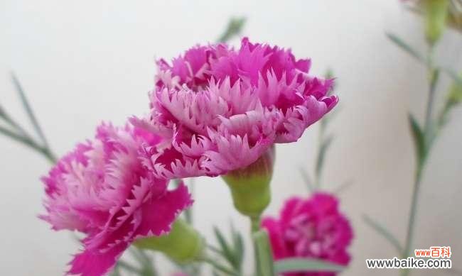 探寻康乃馨的情感内涵 康乃馨花语的深意