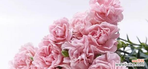 康乃馨——一朵表达深情和祝福的花 康乃馨的花语和寓意——爱与祝福的象征