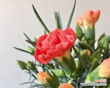 康乃馨的五种寓意及其象征意义 康乃馨的花语与意义