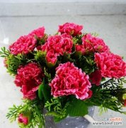 传递爱与尊敬的花朵 康乃馨的象征意义