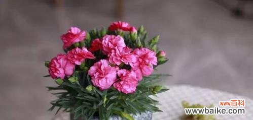 揭示康乃馨的象征意义与文化内涵 康乃馨的寓意是什么