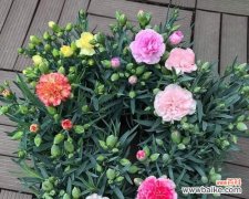 传承爱与美的花语之言 康乃馨朵数所代表的意思