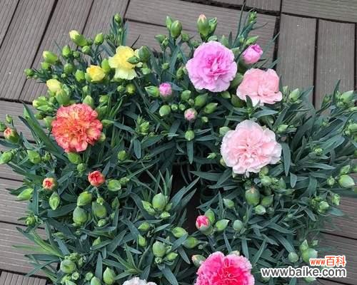 传承爱与美的花语之言 康乃馨朵数所代表的意思