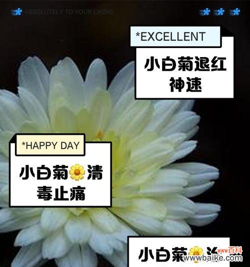 在国际通行的花语白菊花代表什么？白菊花在不同文化中的含义是什么？