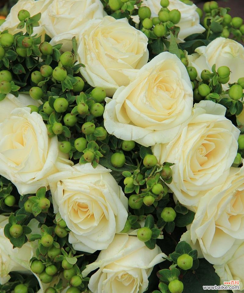 香槟玫瑰代表什么?它的花语有何特别之处?